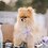 TeddyAC01